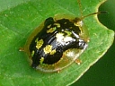 Mottled Tortoise Beetle