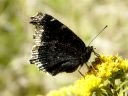 More Mourning Cloak Butterflies