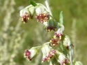 More Mugwort