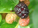 White Mulberry
