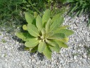 Common Mullein - 1st year