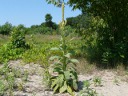 Common Mullein - 2nd year