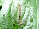 More Nephrotoma Crane Flies