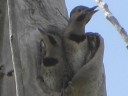 More Northern Flickers