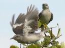 More Northern Mockingbirds