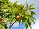 More Ohio Buckeye