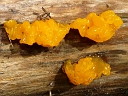 Jelly Fungi