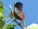 Orchard Oriole