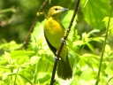 More Orchard Orioles