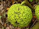 Osage Orange