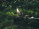 More Osprey