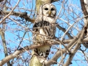 Owls