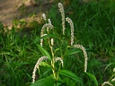 More Pale Smartweed