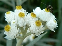 More Pearly Everlasting