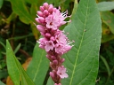 More Pennsylvania Smartweed