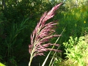 Common Reed (Phragmites)
