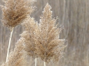Common Reed (Phragmites)