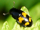 Sap Beetles