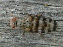 Picture-winged Flies