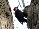 More Pileated Woodpeckers