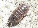 Pill Woodlouse
