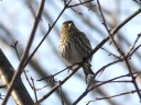 More Pine Siskins