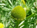 More Pineapple Weed