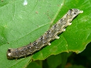 Pinion Moth