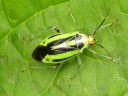 Plant Bugs
