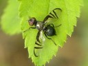 Platystomatid Flies