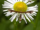 Plume Moths