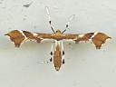 Rose Plume Moth