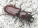 Pole Borer Beetle