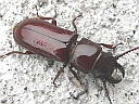 Pole Borer