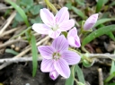 Purslane Family