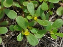 Purslane