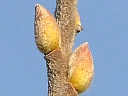 Pussy Willow