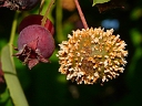 Quince Rust Fungus