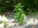 More Common Ragweed