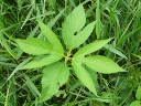 More Giant Ragweed