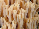Coral Fungus (Ramaria)