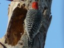 More Red-bellied Woodpeckers