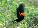 More Red-winged Blackbirds