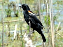 More Red-winged Blackbirds