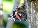 More Red Admiral Butterflies