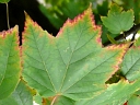 More Red Maple