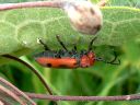 More Red Milkweed Beetles