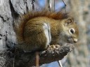 More Red Squirrels