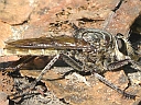 Proctacanthus species