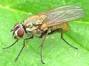 Root Maggot Fly